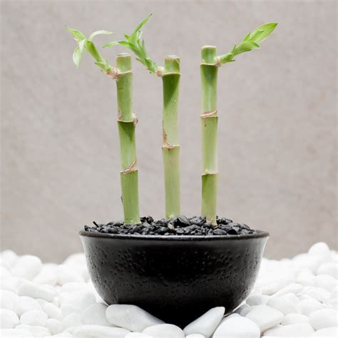 發財竹|新春開運植物怎麼選？室內招財植物推薦6種，招來貴。